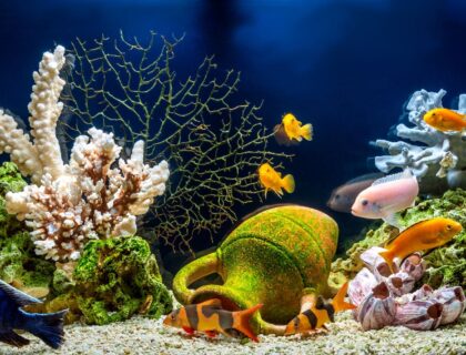 why does the aquarium trade contribute to the introduction of nonnative species?